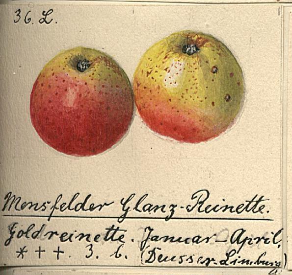 glanzrenette_bild.jpg